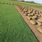 لجميع انواع الثيل النجيلة