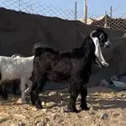 تيس عارضي مشروع فحل