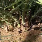 اصناء برني العلا ادفع حق القلع والله يبارك لك