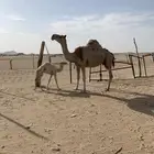 خلفه كفو