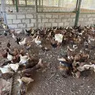 دجاج بلدي ثلاث شهور