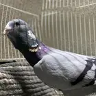 حمام شامي للبيع