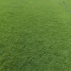 انجيله زراعيه