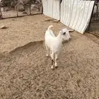 جفره بيشيه سمين تم البيع