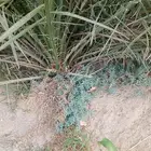 فسيلة وصيلي