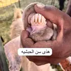 عنزين وتيس