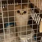 توصيل و نقل قطط طيور و جميع انواع الحيوانات