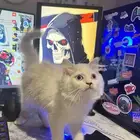 قطط