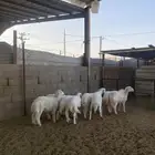 خرفان حريات