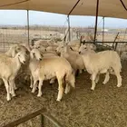 طليان ورخال حري ذبائح تجمل ويوجد توصيل