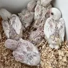 فروخ روز البينو عيون حمر