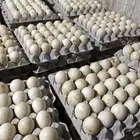 بيض بط بكيني