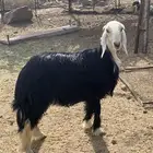 خروف ورخل نجد كفووو