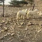 رخال تأسيس مراح