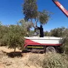 زيتون كميه كبيره بسعر مغري