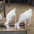 تيوس مخاصي مقفلات شحم طيبات جدا