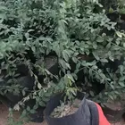 شتلات هجليج لالوب