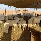 ذبايح للبيع ذبائح مناسبات حري يوجد توصيل