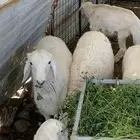 طليان لباني