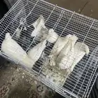 حمام للبيع فرنسي