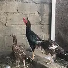 دجاج سندي