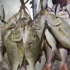 سمك طازج