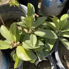 شتلات شيكو منتجه