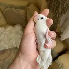 فرخ ببغاء روز اليف