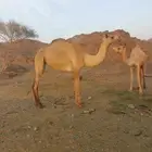 للبيع بكار لقايا