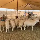 حري طليان ذبائح مناسبات ذبايح ثلاجه يوجد صلخ وتوصيل