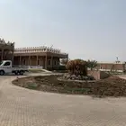 ثيل نجيله عشب اخضر