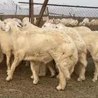 طليان جبره حري