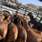 تيوس مع الذبح والتوصيل