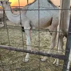 قعدان طيبه ونظيفه