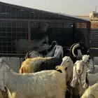 معزاء 20 راس مع الفحل