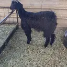 جفره ثلاجه