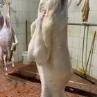 حري ذبايح ثلاجه ذبائح تيوس يوجد صلخ وتقطيع وتوصيل