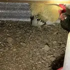 دجاج صيني للبيع