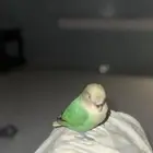 روز اليف