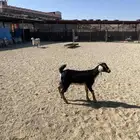 عناق حو عربية اصيل جذعه كفو