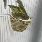 ياسمين موزنبيق تم البيع