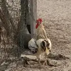 ديوك فرنسيه