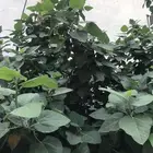 تين هندي ينتج 9 اشهربالسنه