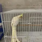 للبيع كروان لاتينو