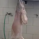 مزرعة مرابي عسير للذبايح