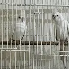زوج كوكتيل او كروان البينو صافي عيون حمر