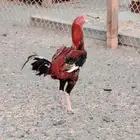 دجاج باكستاني