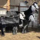 عنز معه توم