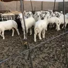 بهم حري