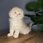 سكوتش فولد تربل للبييع